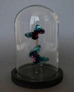 Vlinder Taxidermie volledige montage - Necyria duellona - 20, Verzamelen, Dierenverzamelingen, Nieuw