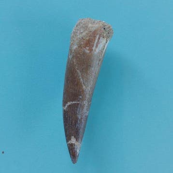 Reptile marin - Dent fossile - Plesiosaurus - 58 mm - 18 mm