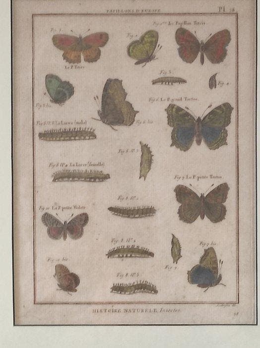 Pietro Scattaglia - Histoire Naturelle Insectes, Collections, Collections Animaux