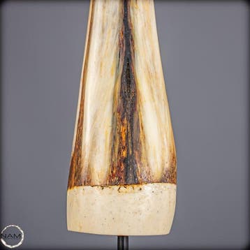 Exclusief Blue-Marlin-rostrum – sculpturale elegantie van de