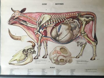 Anatomisch model - Linnen , Hout - 1960-1970 - Oude