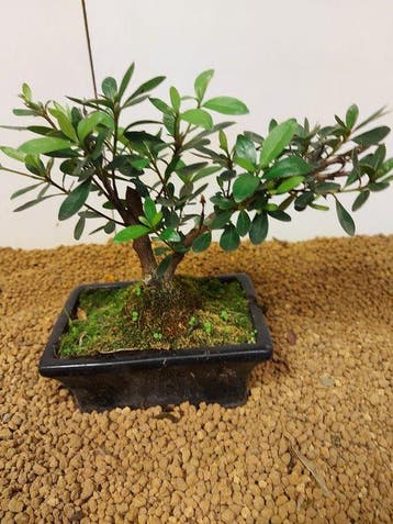 Bonsaï Azalée (Rhododendron) - Hauteur (arbre) : 16 cm -