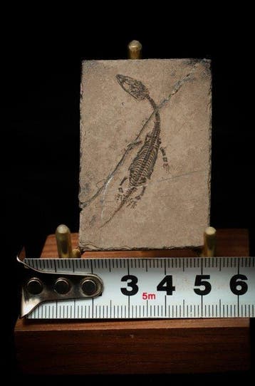 Reptile marin - Animal fossilisé - Keichousaurus sp. - 5 cm