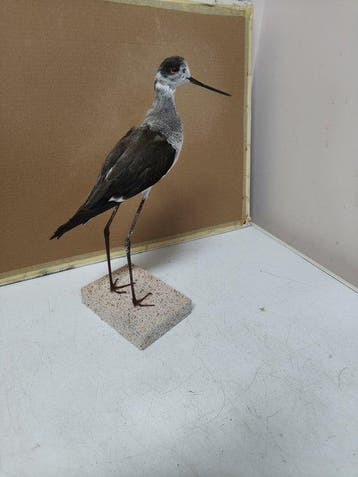 ridder van Italië Taxidermie volledige montage - Himantopus
