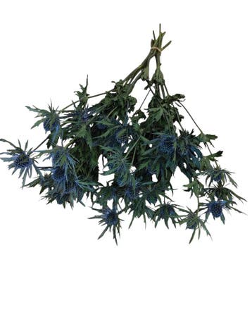Eryngium Blue Star Natural Blue Distelbloemen bundel 10, Nieuw