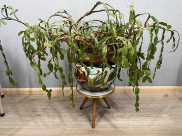 Table dappoint - Bois - Table pour plantes en Formica