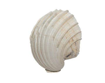 Ribbelhartmossel (Cardium costatum) – Majestueus meesterwerk, Nieuw