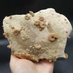 Gesilicifieerde ammonieten & gastropoden - Fossiele, Verzamelen