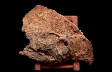 Dinosaurus - Fossiele schedel - Psittacosaurus sp. - 23 cm -, Verzamelen