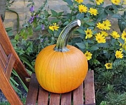 Thumpkin F1 Halloween Pompoen zaden, Hobby en Vrije tijd, Knutselen, Nieuw