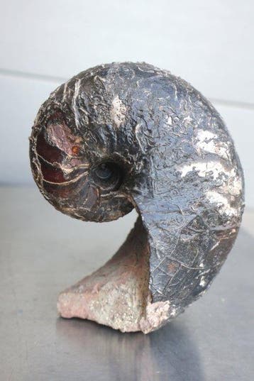 Nautilus - Gefossiliseerde schelp - Cenoceras belmontense -