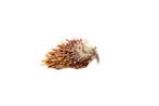 unieke stekelige oesters  Taxidermie wandmontage -