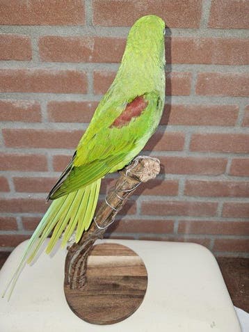 Prachtige grote alexander parkiet Taxidermie volledige, Verzamelen, Dierenverzamelingen, Nieuw