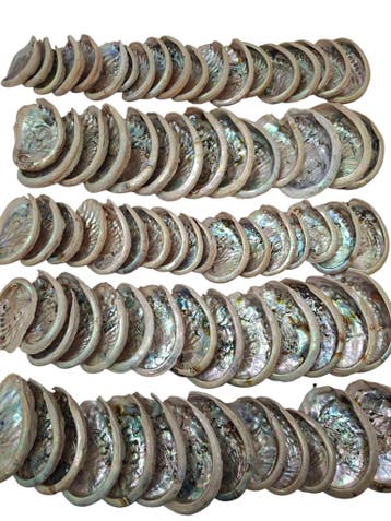 Abalone Haliotis Midae schelpen 1 kilo, Nieuw
