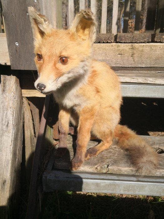Rode vos Taxidermie volledige montage - Vulpes Vulpes - 32, Antiek en Kunst, Curiosa en Brocante