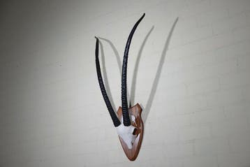 Gemsbok schedel Schedel van een zoogdier - Oryx gazella -, Nieuw