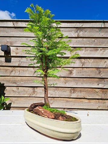 Metasequoia bonsai dans un bol à bonsaï - Hauteur (arbre) :