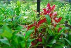 Aquariumplanten mix pakket 6 stuks - 5cm pot, Dieren en Toebehoren, Ophalen of Verzenden, Nieuw, Plant(en), Steen of Hout