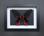 Vlinder Taxidermie volledige montage - Papilio rumanzovia -, Verzamelen, Nieuw