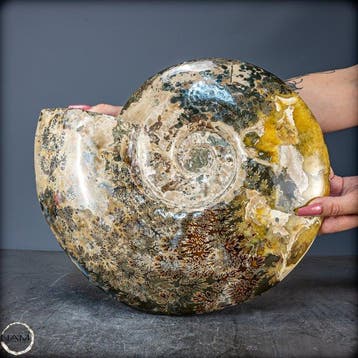 Natuurlijke zeldzaam gekleurde ammoniet fossiel- 8384.29 g