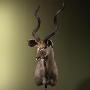 Koedoe XXL Taxidermie Opgezette Dieren By Max, Ophalen of Verzenden, Nieuw, Wild dier, Opgezet dier