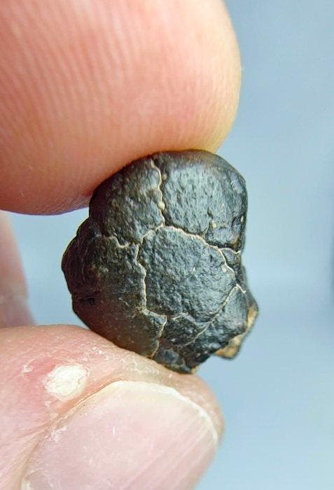 Meteoriet carbonacee CM2, NWA 15523. Geen reserveprijs. -, Verzamelen, Mineralen en Fossielen