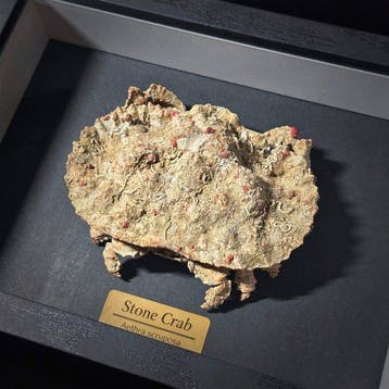 Krab Taxidermie wandmontage - Aethra scruposa - 9 cm - 5 cm