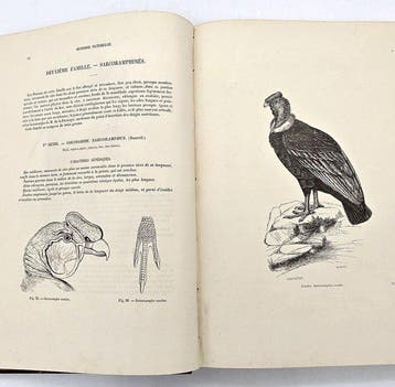 Chenu - Encyclopédie dHistoire Naturelle. Oiseaux - 1860, Antiek en Kunst