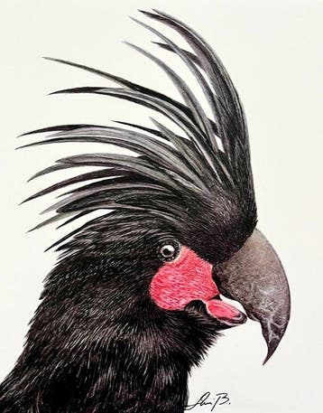 AniB. - Black Crown — Palm Cockatoo, Antiek en Kunst