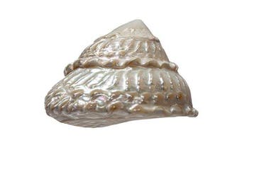 Echte Astraea undosa turbanschelp (10–11 cm) – Edel, Collections