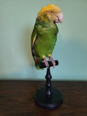 Amazone à tête jaune Support de corps entier pour taxidermie