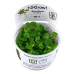 Tropica Limnobium laevigatum 1-2-grow! (easy), Dieren en Toebehoren, Verzenden, Nieuw