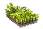 Mix pakket middengrond 6 stuks - 5cm pot - aquariumplant, Ophalen of Verzenden, Nieuw, Plant(en), Steen of Hout
