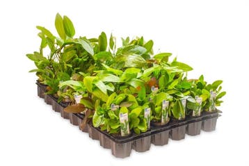 Mix pakket middengrond 6 stuks - 5cm pot - aquariumplant, Ophalen of Verzenden, Nieuw, Plant(en), Steen of Hout
