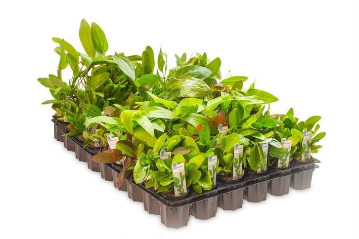Mix pakket middengrond 6 stuks - 5cm pot - aquariumplant, Dieren en Toebehoren, Vissen | Aquaria en Toebehoren, Plant(en), Steen of Hout