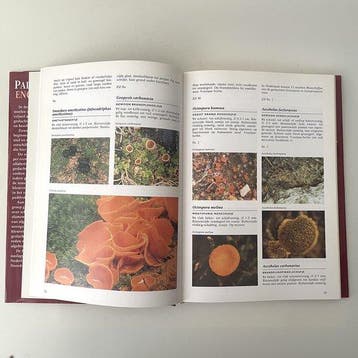 Paddenstoelen encyclopedie - Keizer, Verzenden