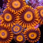 Zoanthus Orange oxides Frag (2-3 polypen), Animaux & Accessoires, Animaux Autre