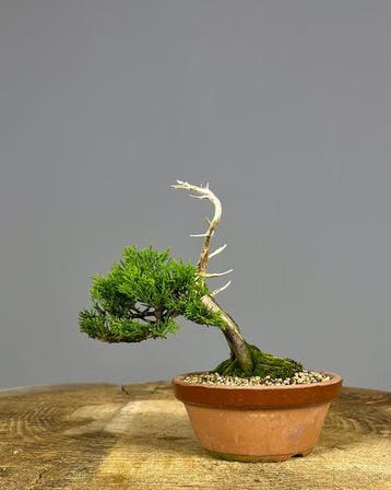 Bonsaï Genévrier (Juniperus) - Hauteur (arbre) : 18 cm -