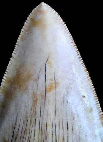 Megalodon - Fossiele tand - Otodus megalodon - 117 mm - 75