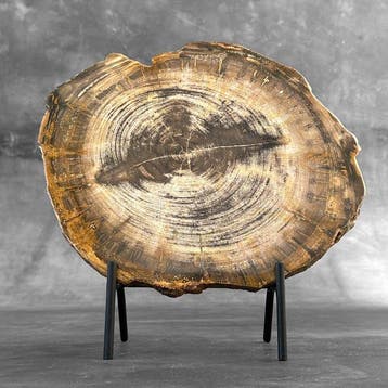 Prachtige plak versteend hout op een maatwerk standaard. -