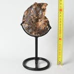 Ammoniet - Gefossiliseerde schelp - Mammites nodosoides -, Verzamelen