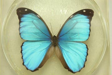 Véritable papillon Morpho bleu encastré dans de la résine —
