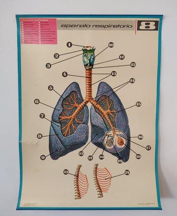 J.M. Thomas - 4 Anatomy posters - Jaren 1970