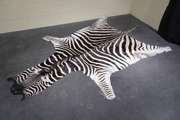 Plains Zebra Skin with Head Gewei - Equus quagga - 290 cm -, Nieuw