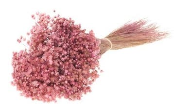 Marcela Pink bundel kleine droogbloem, Nieuw