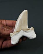 Requin - Dent fossile - Enorme Otodus obliquus de alta, Collections, Minéraux & Fossiles
