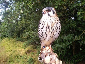 Amerikaanse torenvalk Taxidermie volledige montage - Falco, Verzamelen, Dierenverzamelingen, Nieuw