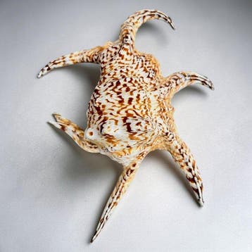 Zeeslak Taxidermie volledige montage - Large Lambis truncata