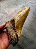 Megalodon - Fossiele tand - 132 mm - 102 mm