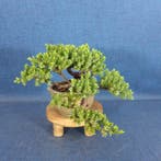 Jeneverbes bonsai (Juniperus) - Hoogte (boom): 10 cm -